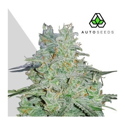 Auto Seeds Amnesia Haze Auto semena neobsahují THC 5 ks