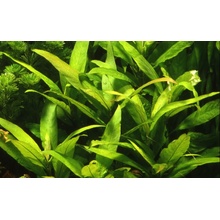 Hygrophila siamensis