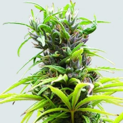 Nirvana Hawaii Maui Waui regular semena neobsahují THC 10 ks