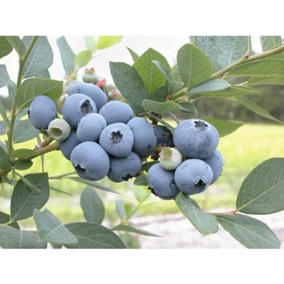 Borůvka zahradní BIO FloraSelf Bio Vaccinium corymbosum 'Bluegold' výška cca 30 cm květináč 2 l