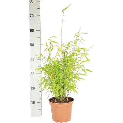 Bambus guľovitý Fargesia nitida Volcano 30-40 cm kvetináč 2 l