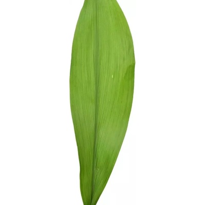 ASPIDISTRA 40 cm