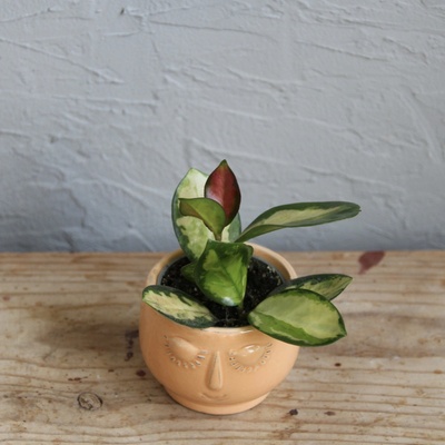 Hoya Carnosa Australis Lisa baby