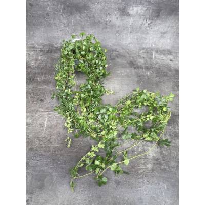 Cissus Striata 12 cm XXL dlouhý závěs