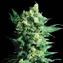 Sensi Seeds Shiva Shanti II regular semena neobsahují THC 10 ks