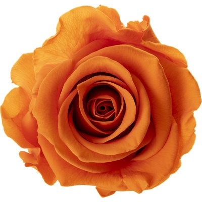 Chloe LIGHT Orange - oranžová (Aranž 3x stabilizovaná "večná" ruža na keramickom tácku)