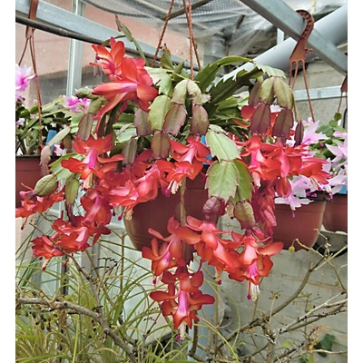 Schlumbergera sp. červená "Vánoční kaktus"