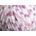 Himalaya Dolphin Baby Colors 80419 Плетива прежда (80419-HIMALAYA)