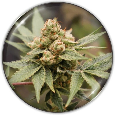 Medical Seeds Co. Medical Grape CBD semena neobsahují THC 3 ks