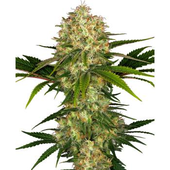 Sensi Seeds Afghani #1 semena neobsahují THC 3 ks