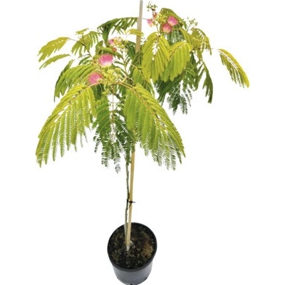 Albízie na kmínku FloraSelf Albizia julibrissin 'Ombrella' výška kmene 50-70 cm celková výška cca 80-100 cm květináč 7,5 l