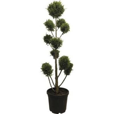 Cypřišovec Leylandův PonPon FloraSelf Cupressocyparis leylandii 'Castlewelland Gold' výška 130 cm