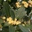 Дафинов лист (Laurus nobilis) - 5 семена (348090)