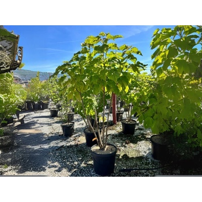 Katalpa bignóniovitá (Catalpa bignonioides) - výška 130-150 cm, kont. C18L - VIACKMENNÁ