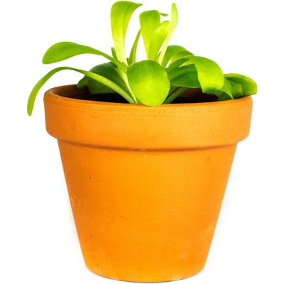 Gardners Pinguicula gigantea, průměr 9 cm Tučnice moctezumská – Zboží Dáma