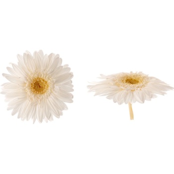 Gerbera - 4 ks