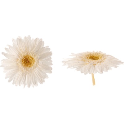Gerbera - 4 ks