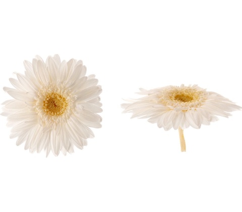 Gerbera - 4 ks