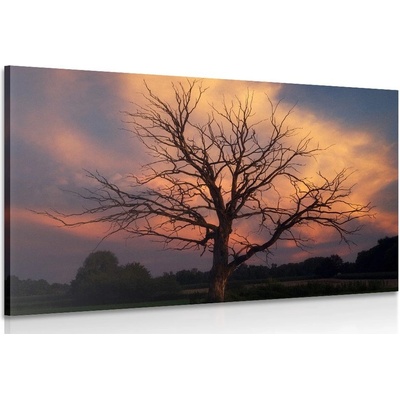Obraz nádherný strom na louce - 30x20