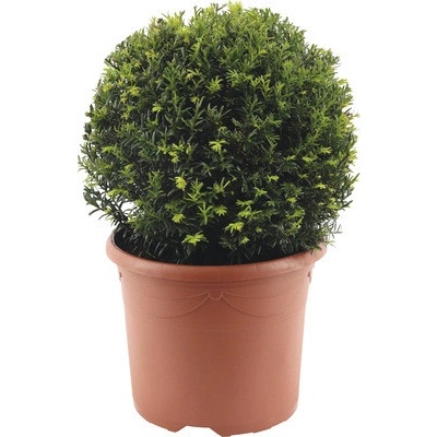 Tis červený FloraSelf Taxus baccata Ø cca 32 cm květináč 7,5 l