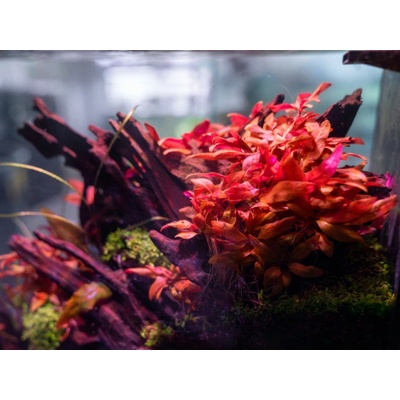 Alternanthera reineckii Mini 5,5 cm – Sleviste.cz