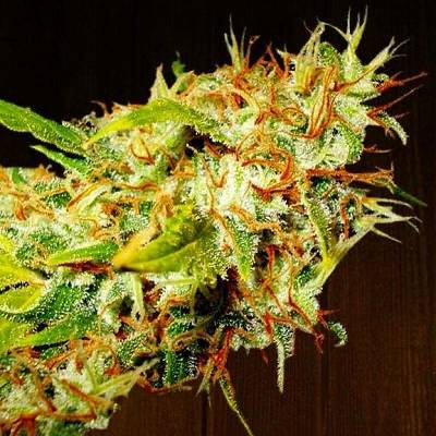 Ace seeds Zamaldelica regular semena neobsahují THC 5ks