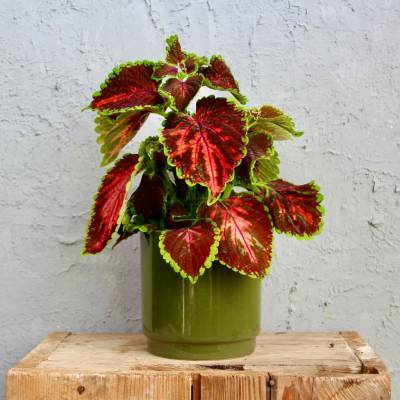 Coleus Magnificent Mile Africká kopřiva