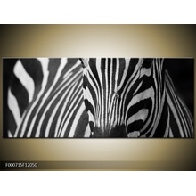 Obraz zebra