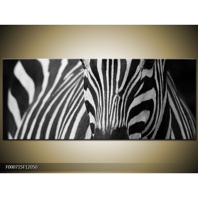 Obraz zebra