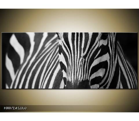 Obraz zebra