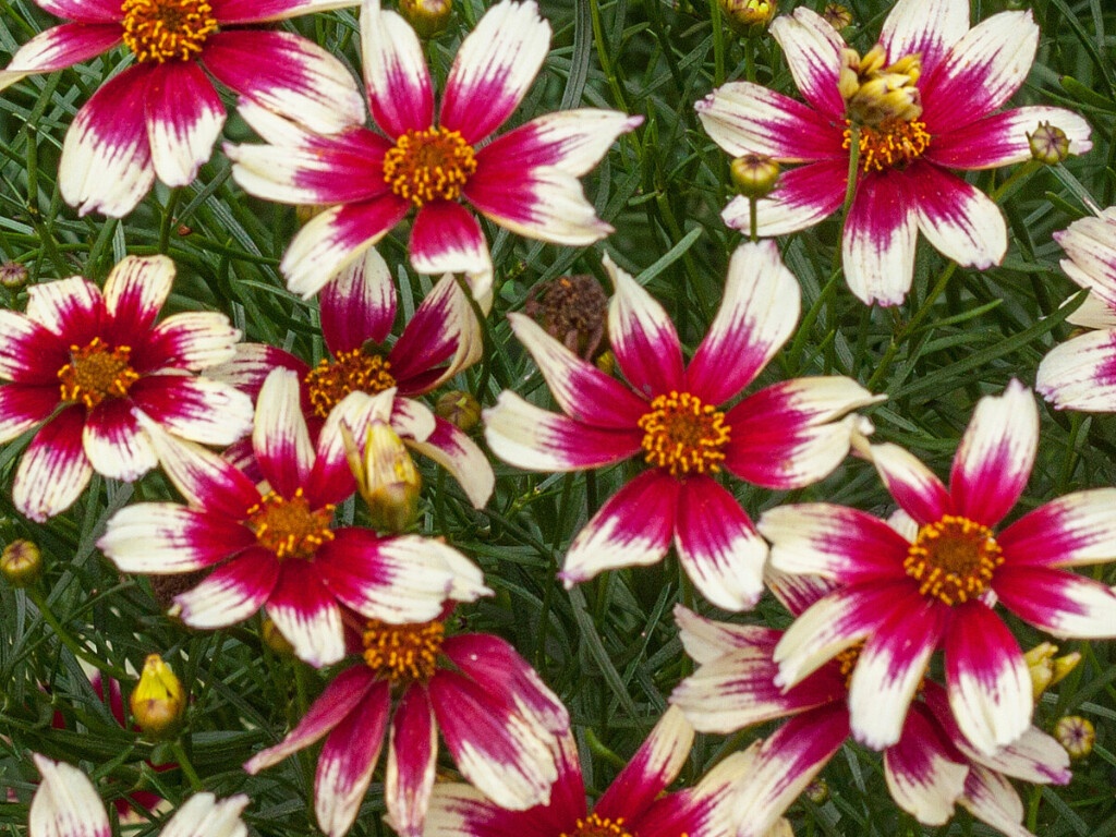 Krásnoočko Sunstar Rose