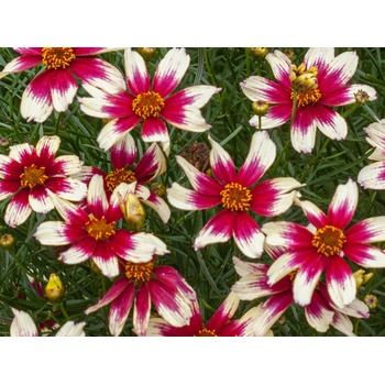 Krásnoočko Sunstar Rose