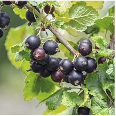 Josta Hof:Obst bio Ribes x nidigrolaria 30-40 cm kvetináč 3,4 l