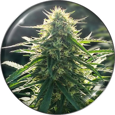Medical Seeds Co. BioRelief CBD semienka neobsahujú THC 5 ks