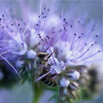 Svazenka vratičolistá - Phacelia tanacetifolia - pro včely - 50 ks