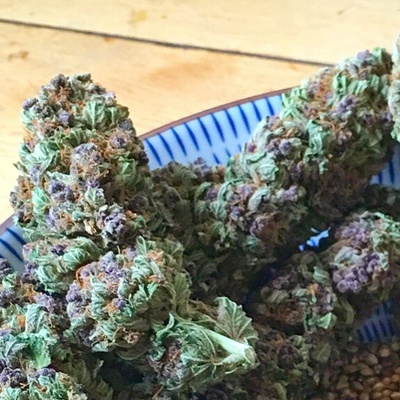 Soma Seeds SoPurple semienka neobsahujú THC 10 ks