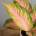 Aglaonema Eyecatcher