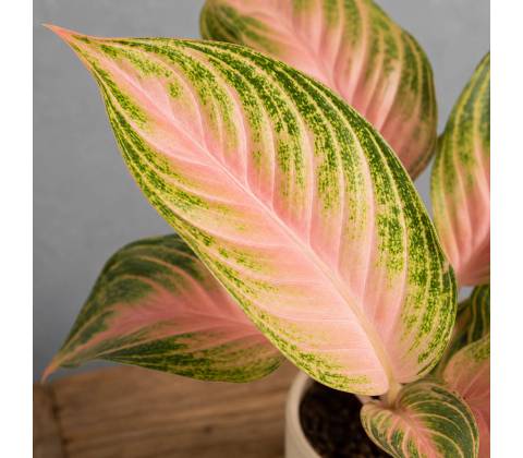 Aglaonema Eyecatcher
