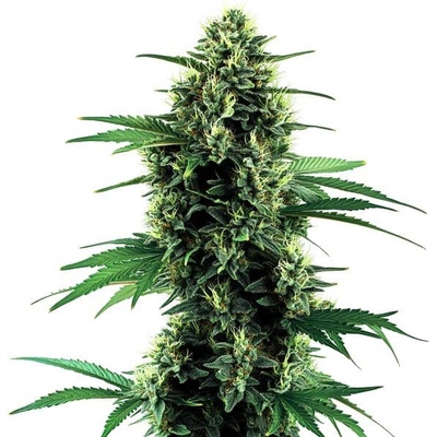 Blimburn Seeds Northern Lights Auto semienka neobsahujú THC 3 ks