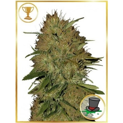 Mr. Hide Seeds Mr. Jack Mass semienka neobsahujú THC 100 ks