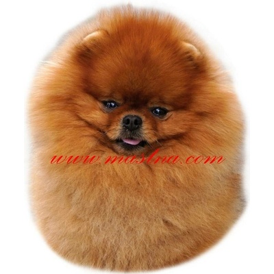 Samolepka špic, pomeranian 452 - archiv