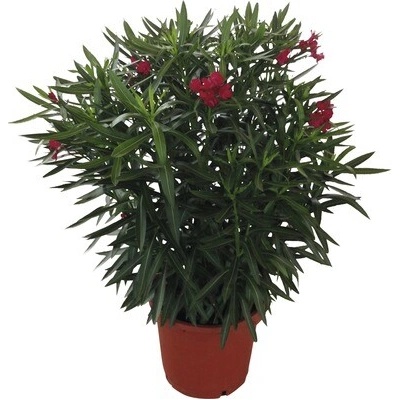 Oleander červený FloraSelf Nerium oleander výška 100-120 cm kvetináč Ø 40 cm