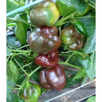 Paprika Ingrid - Capsicum annuum - Predaj semien - 40 ks