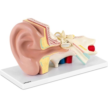 Physa Модел за ухо - разглобява се на 4 части - троен размер (phy-em-2)