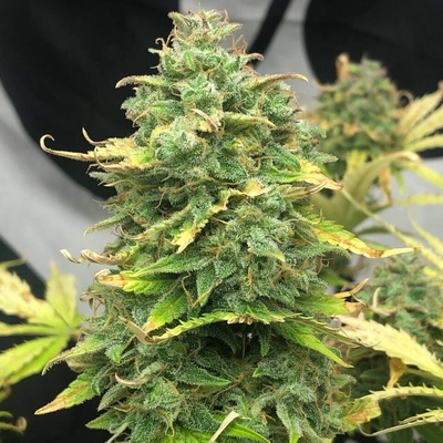 Pure Instinto Mimosa Cake Auto semienka neobsahujú THC 3 ks