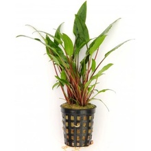 Cryptocoryne lutea