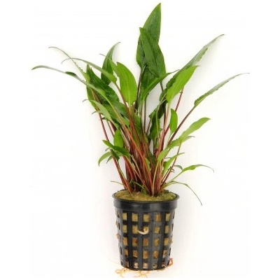 Cryptocoryne lutea