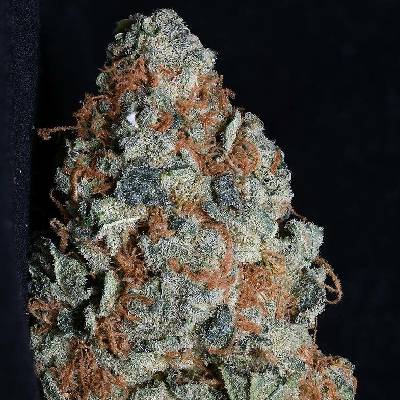Big Head Seeds Cookie Dawg semena neobsahují THC 10 ks
