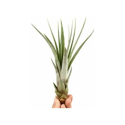Tillandsia fasciculata