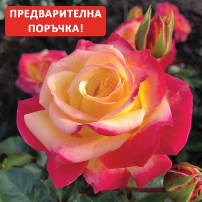 Kordes® Роза Casino - Kordes®